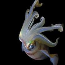 Analgesin-Forte-550-mg-filmtabletta-30x